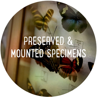 Preserved & mounted specimens