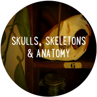 Skulls, skeletons, anatomy & more