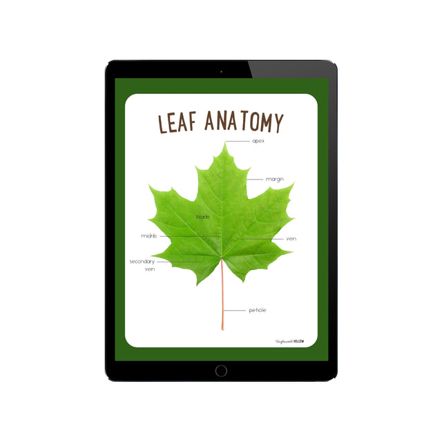 Printable Leaf Anatomy Poster | Tanglewood Hollow