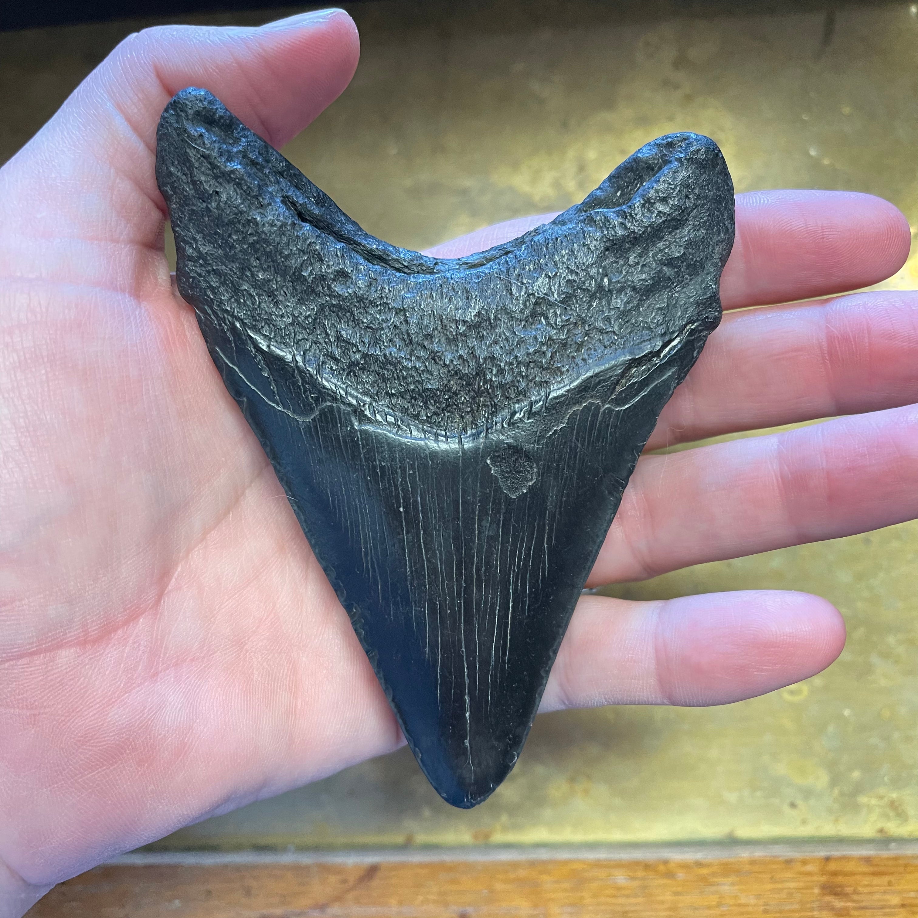 Megalodon Tooth Fossil J